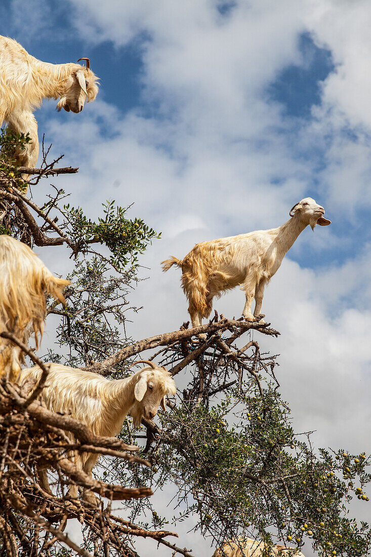 Goats on trees, Morocco, Africa