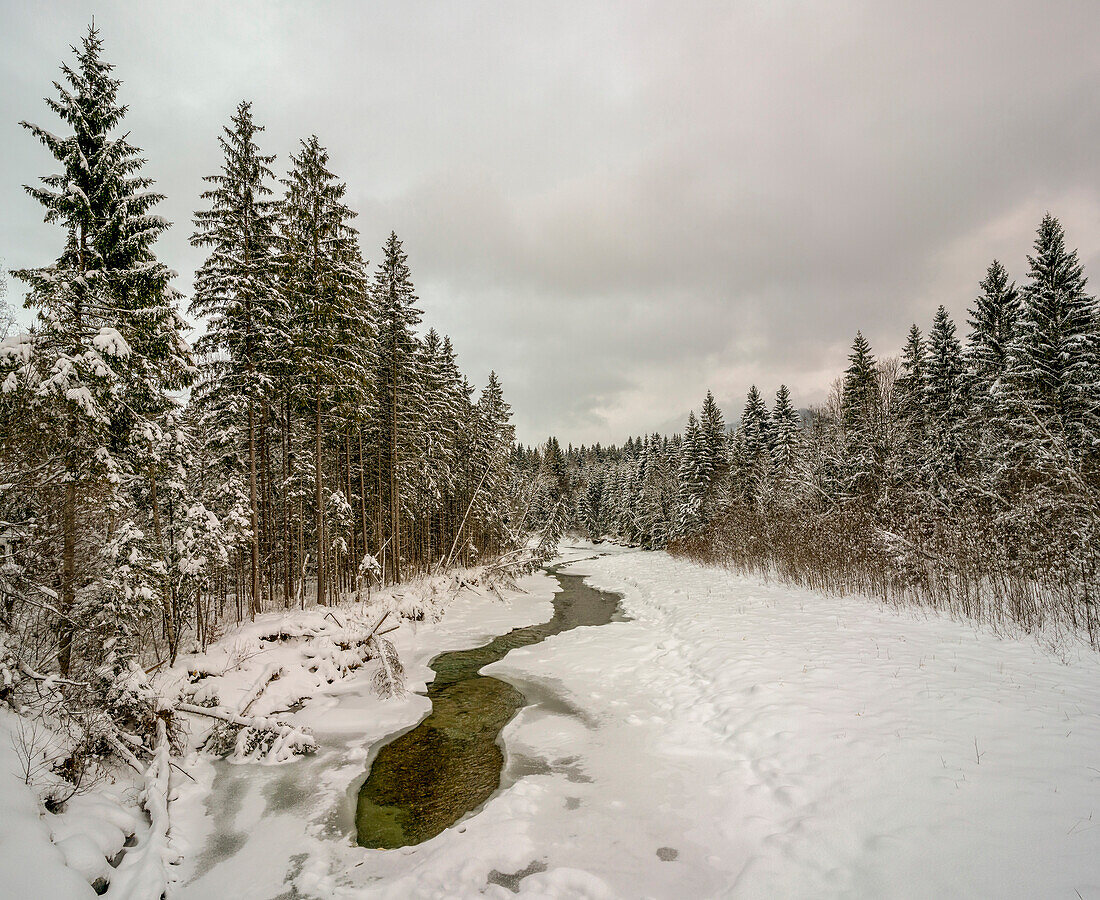 Winterlandschaft mit teilweise gefrorener Ammer am Scheibum, Saulgrub, Oberbayern, Deutschland