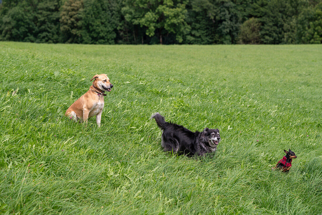 Three dogs in a meadow, Bad Kohlgub, Upper Bavaria, Germany