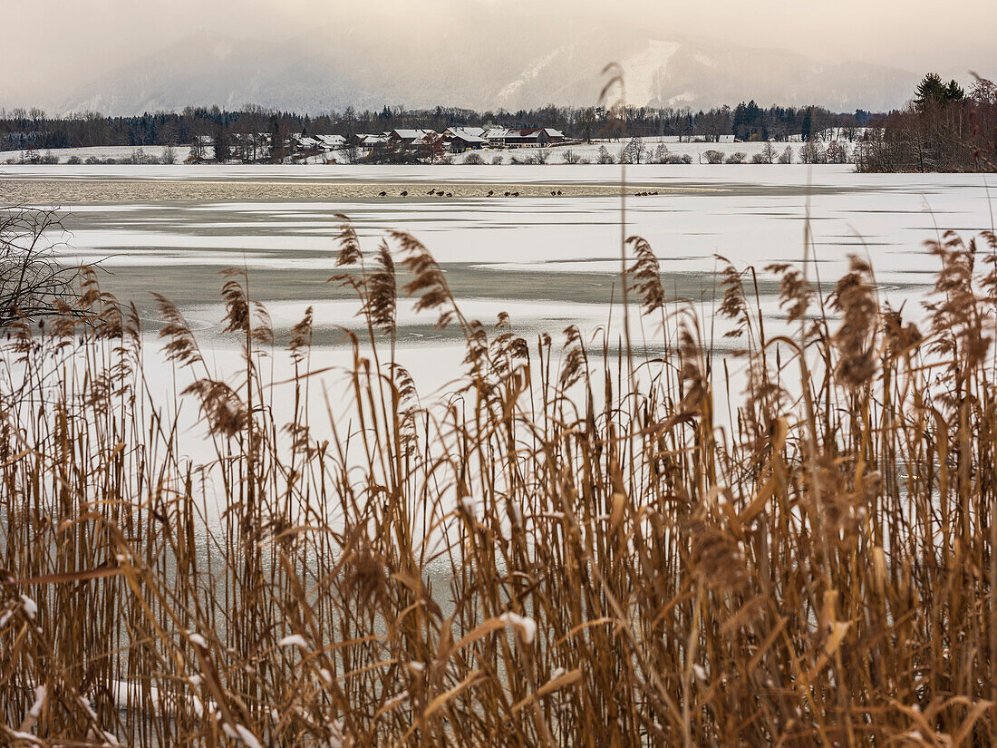 View through the reeds to the geese at the frozen Riegsee, in the background Neuegling and the Ammergau Alps in the haze, Aidling, Upper Bavaria, Germany