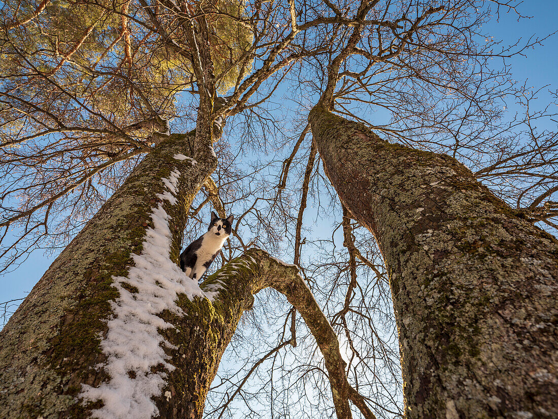 A cat on a tree, Seehausen, Upper Bavaria, Germany