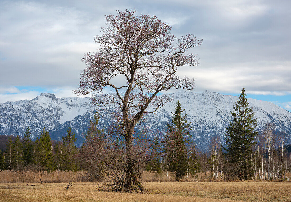 View of an imposing tree in Murnauer Moos, in the background the Bavarian Prealps with Herzogstand and Heimgarten, Grafenaschau, Upper Bavaria, Germany