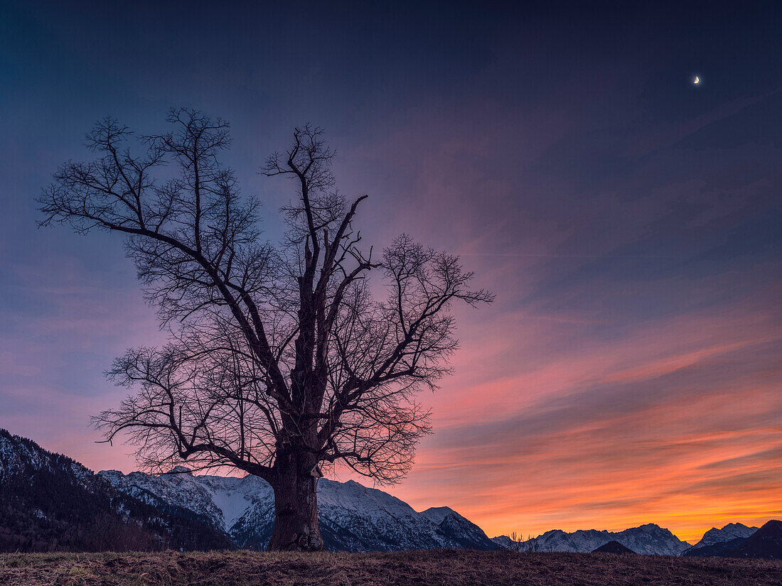 Ein Baum auf einer Anhöhe zur Blauen Stunde mit Blick auf Karwendel- und Wettersteingebirge mit Zugspitze, Eschenlohe, Oberbayern, Deutschland