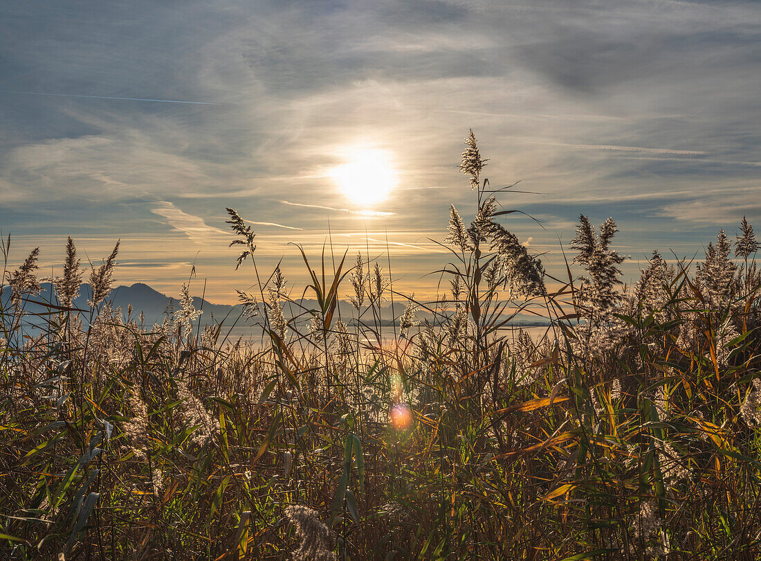 Blick durch das Schilf auf den Sonnenuntergang über dem Chiemsee und den Chiemgauer Alpen, Chieming, Oberbayern, Deutschland