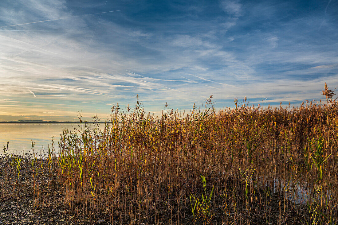 View on reed and sunset at Chiemsee, Chieming, Upper Bavaria, Germany