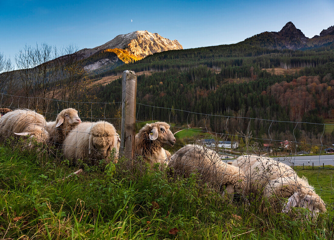 Sheep grazing in the Berchtesgaden Alps, Schwarzbach, Upper Bavaria, Germany