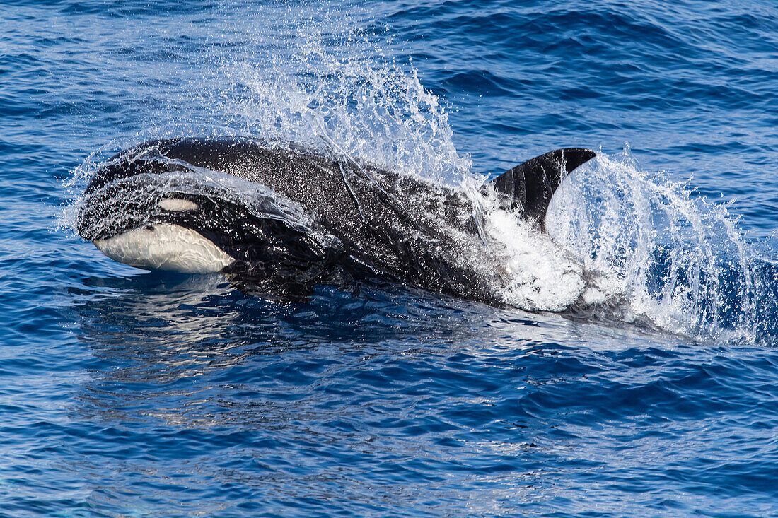 A young Type D (sub-Antarctic) killer whale (Orcinus orca), surfacing in the Drake Passage, Antarctica, Polar Regions