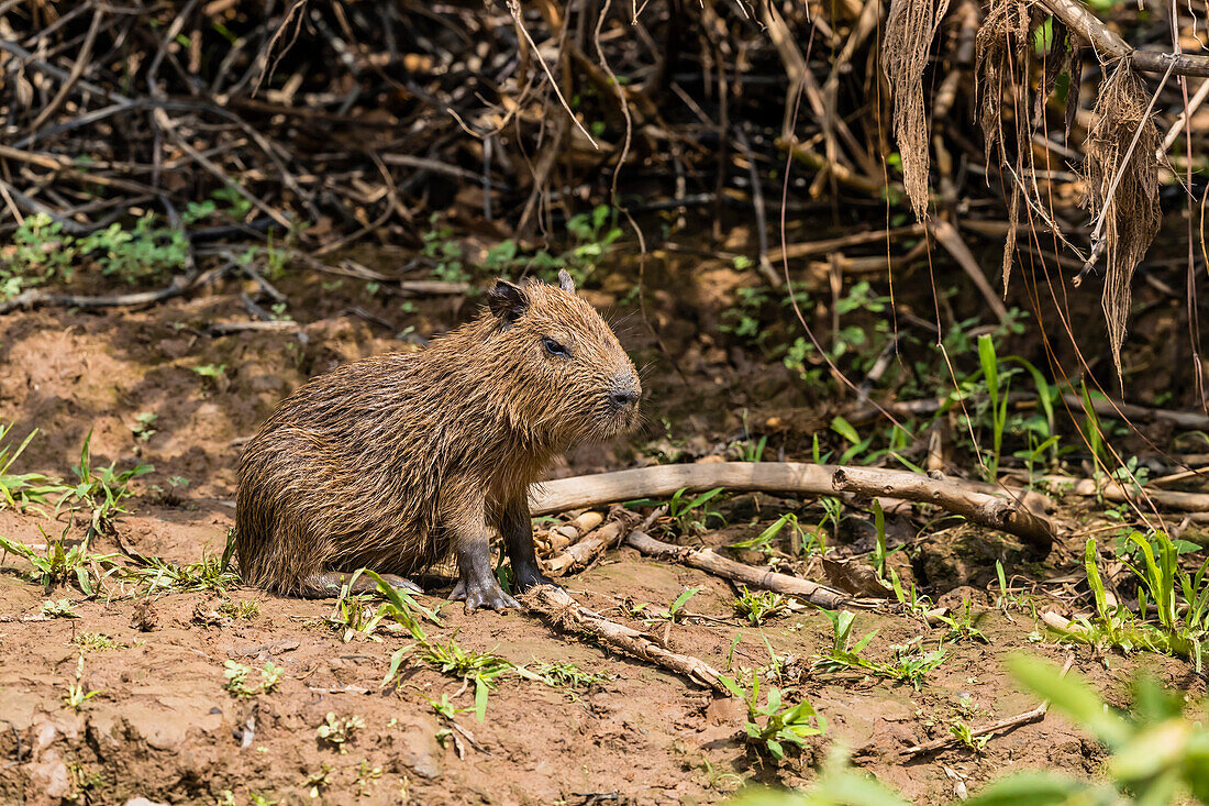 A bay capybara (Hydrochoerus hydrochaeris), Porto Jofre, Mato Grosso, Pantanal, Brazil, South America