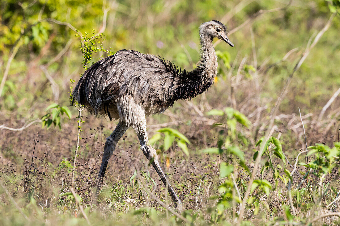 An adult greater rhea (Rhea americana), Pousado Rio Claro, Mato Grosso, Brazil, South America