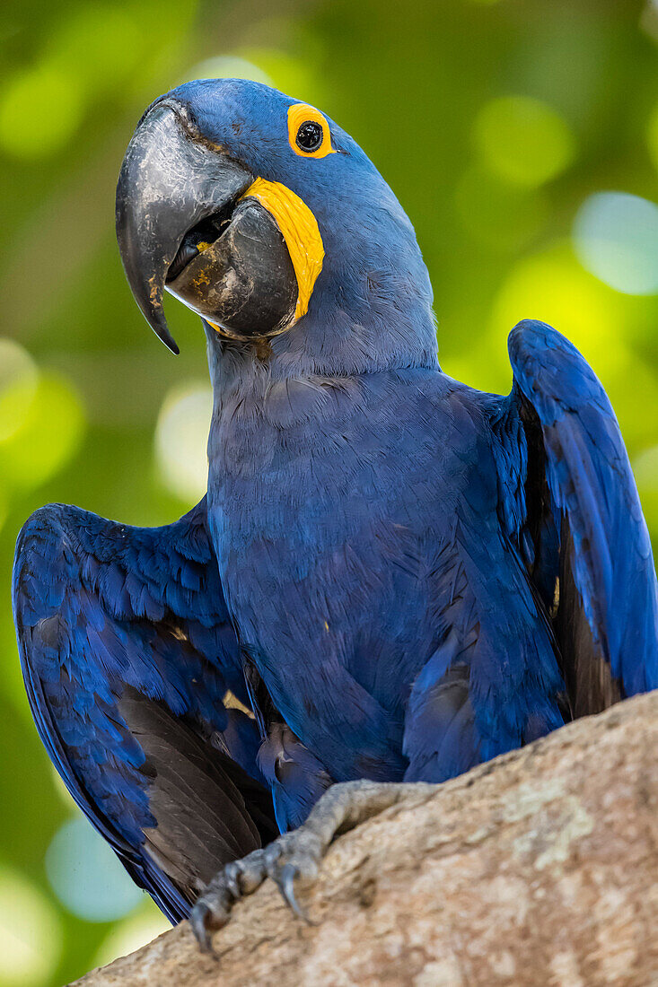 An adult hyacinth macaw (Anodorhynchus hyacinthinus), Porto Jofre, Mato Grosso, Brazil, South America