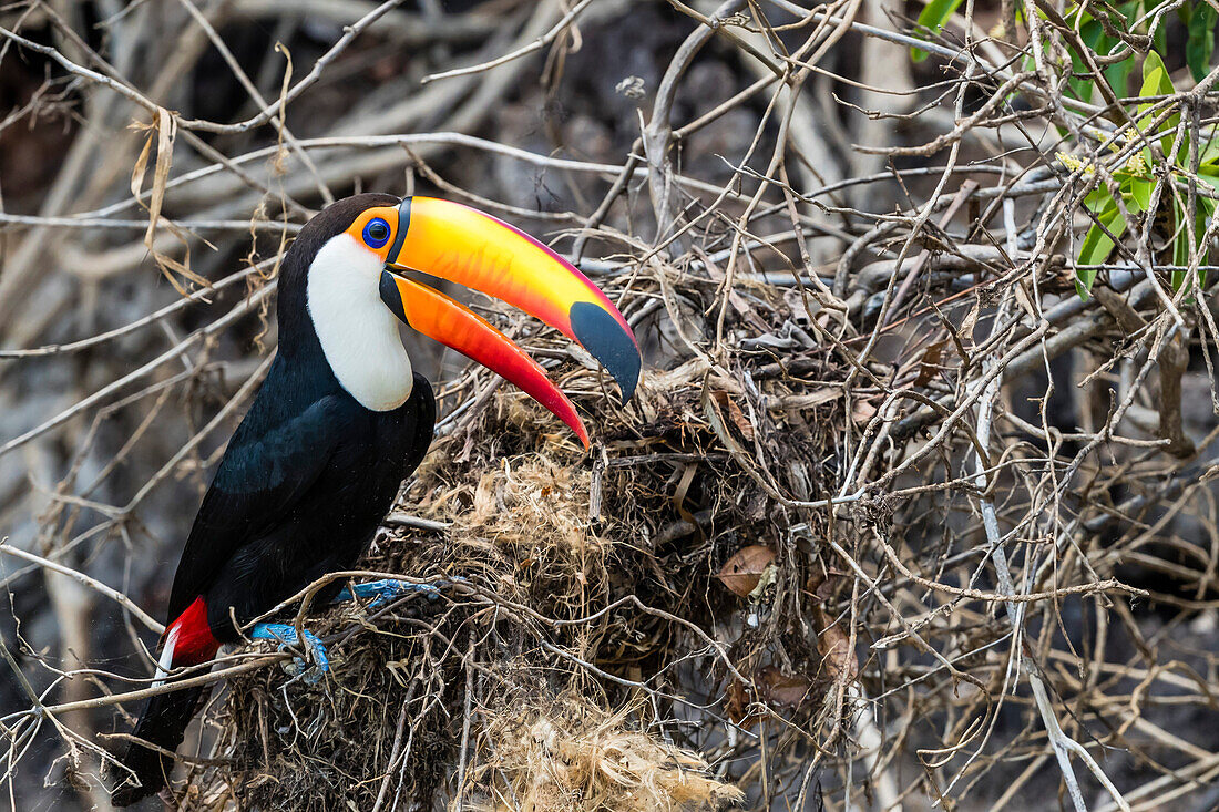 An adult toco toucan (Ramphastos toco), raiding a nest near Porto Jofre, Mato Grosso, Brazil, South America
