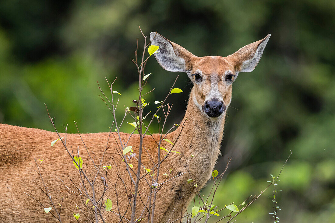 Adult female marsh deer (Blastocerus dichotomus), Pousado Alegre, Mato Grosso, Brazil, South America