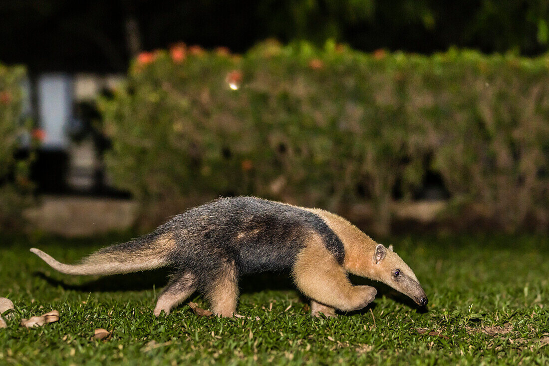 An adult southern tamandua (Tamandua tetradactyla), at night, Pousado Rio Claro, Brazil, South America