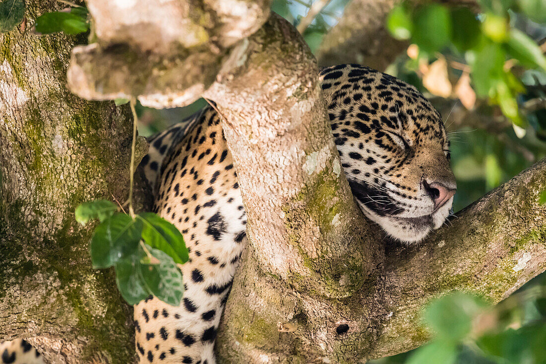 An adult jaguar (Panthera onca), sleeping in a tree on the Rio Tres Irmao, Mato Grosso, Brazil, South America