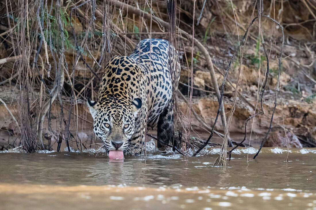 An adult female jaguar (Panthera onca), on the riverbank of Rio Tres Irmao, Mato Grosso, Brazil, South America