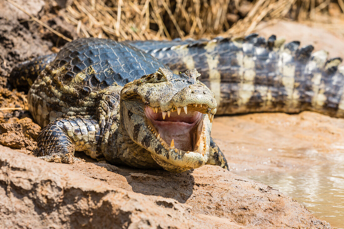 An adult yacare caiman (Caiman yacare) on the riverbank near Porto Jofre, Mato Grosso, Brazil, South America