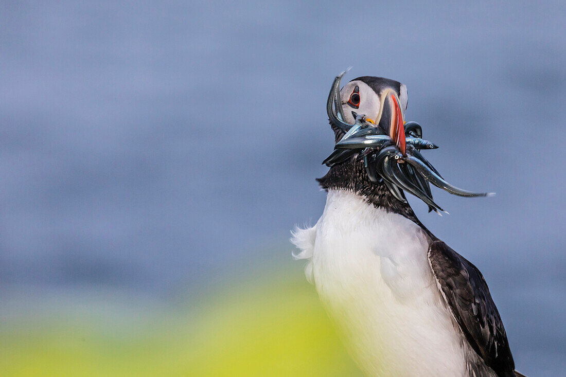Adult Atlantic puffin (Fratercula arctica), with small fish caught in its bill, Grimsey Island, Iceland, Polar Regions