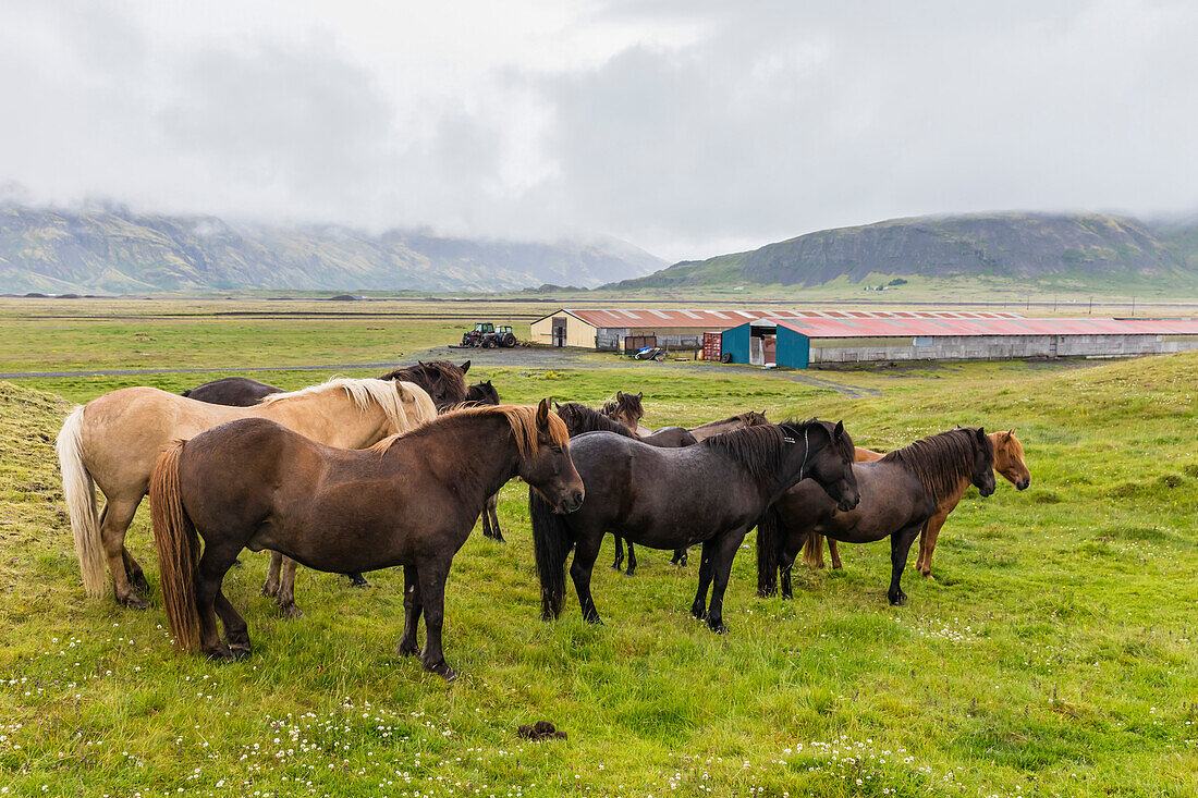 A herd of Icelandic horses on a farm on the southeast coast of Iceland, Polar Regions