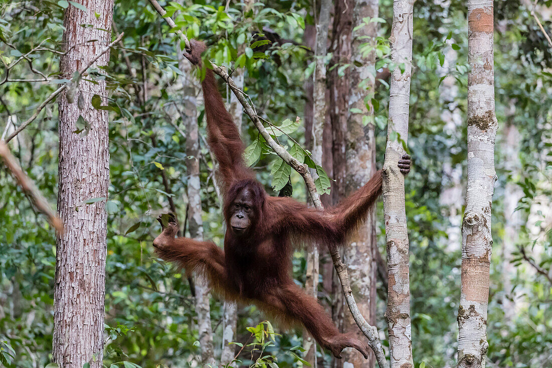 Young Bornean orangutan (Pongo pygmaeus) at Camp Leakey, Borneo, Indonesia, Southeast Asia, Asia