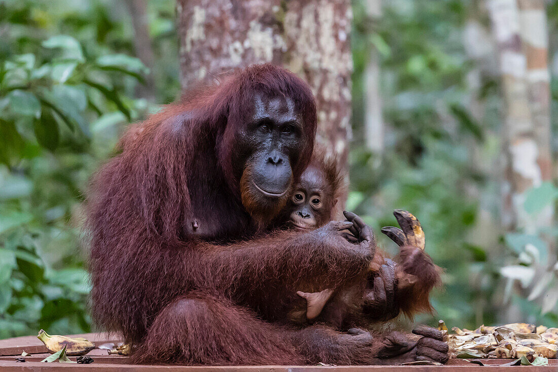 Mother and baby Bornean orangutan (Pongo pygmaeus), Camp Leakey, Borneo, Indonesia, Southeast Asia, Asia