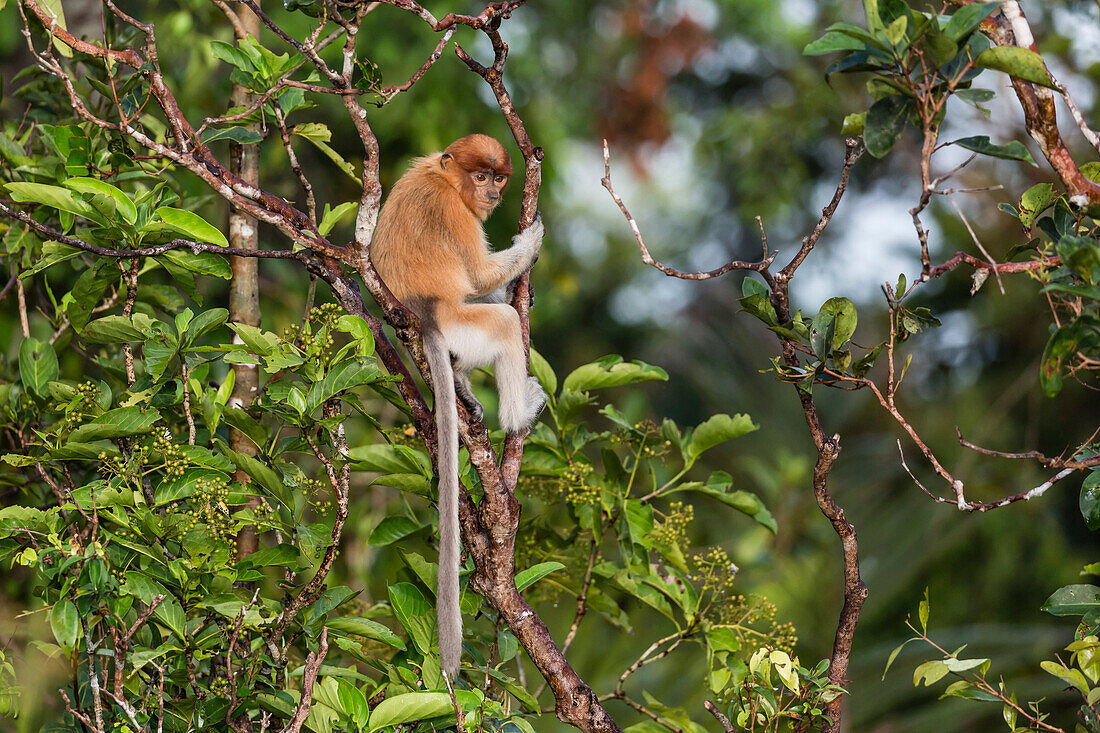 Young proboscis monkey (Nasalis larvatus), Tanjung Puting National Park, Kalimantan, Borneo, Indonesia, Southeast Asia, Asia