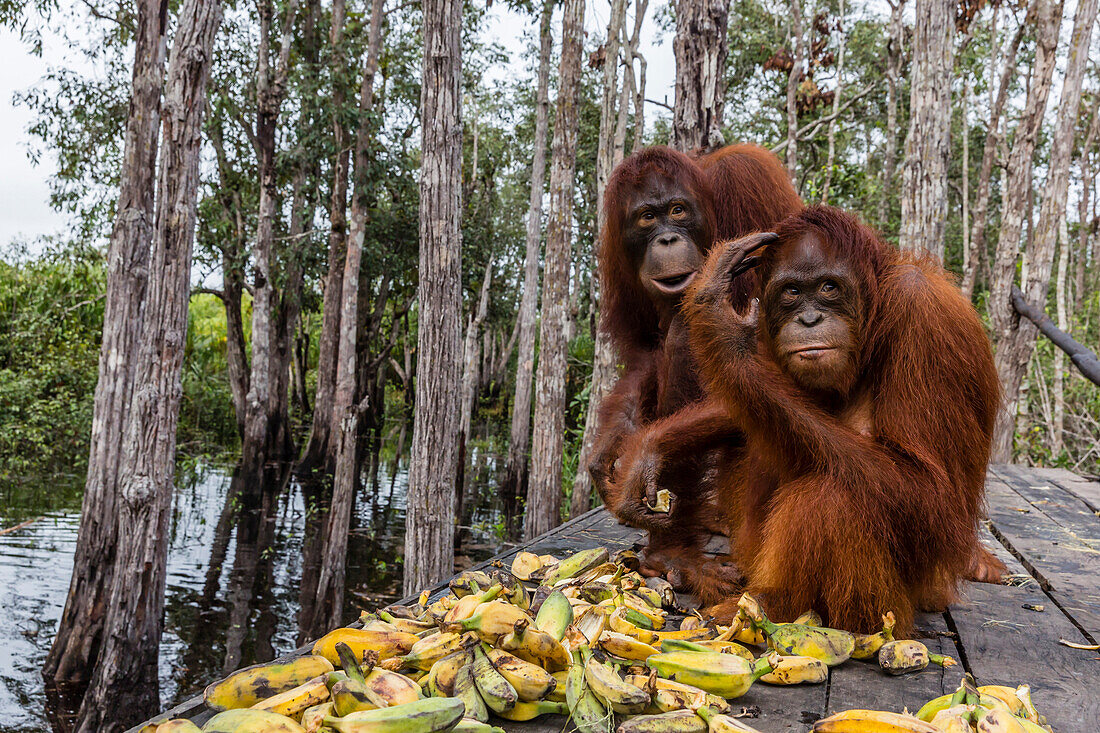 Mother and baby Bornean orangutans (Pongo pygmaeus), Buluh Kecil River, Borneo, Indonesia, Southeast Asia, Asia