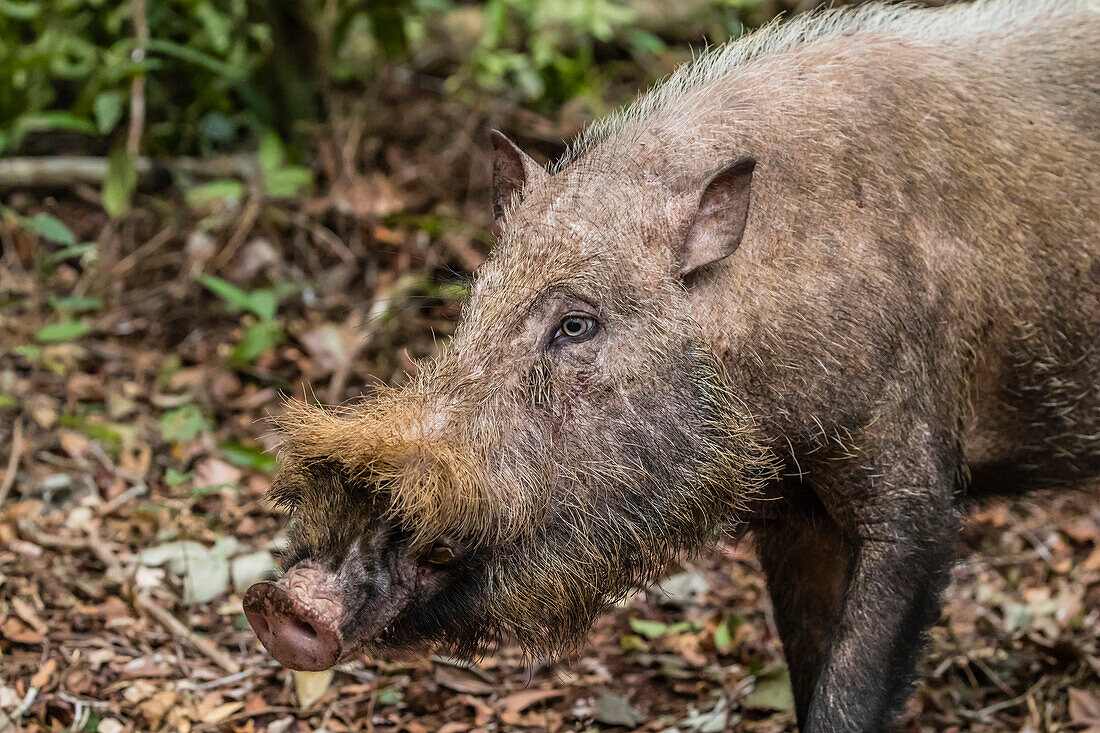 Adult Bornean bearded pig (Sus barbatus), Tanjung Puting National Park, Kalimantan, Borneo, Indonesia, Southeast Asia, Asia