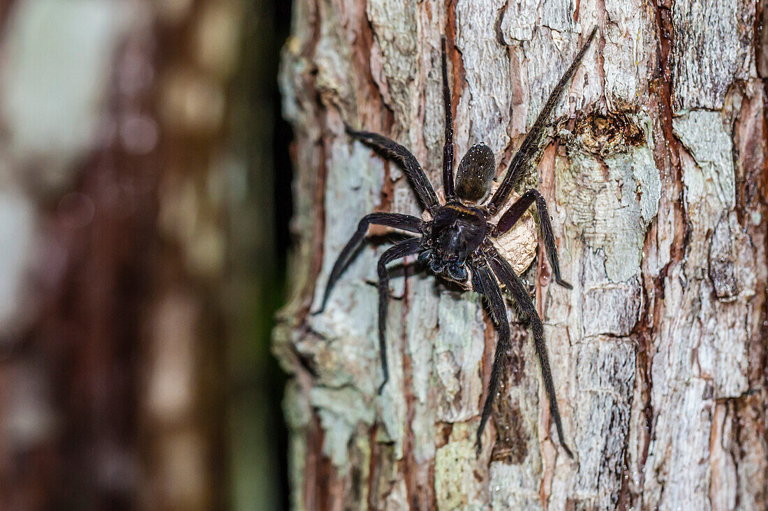 Spider with egg mass on a tree in Tanjung Puting National Park, Kalimantan, Borneo, Indonesia, Southeast Asia, Asia