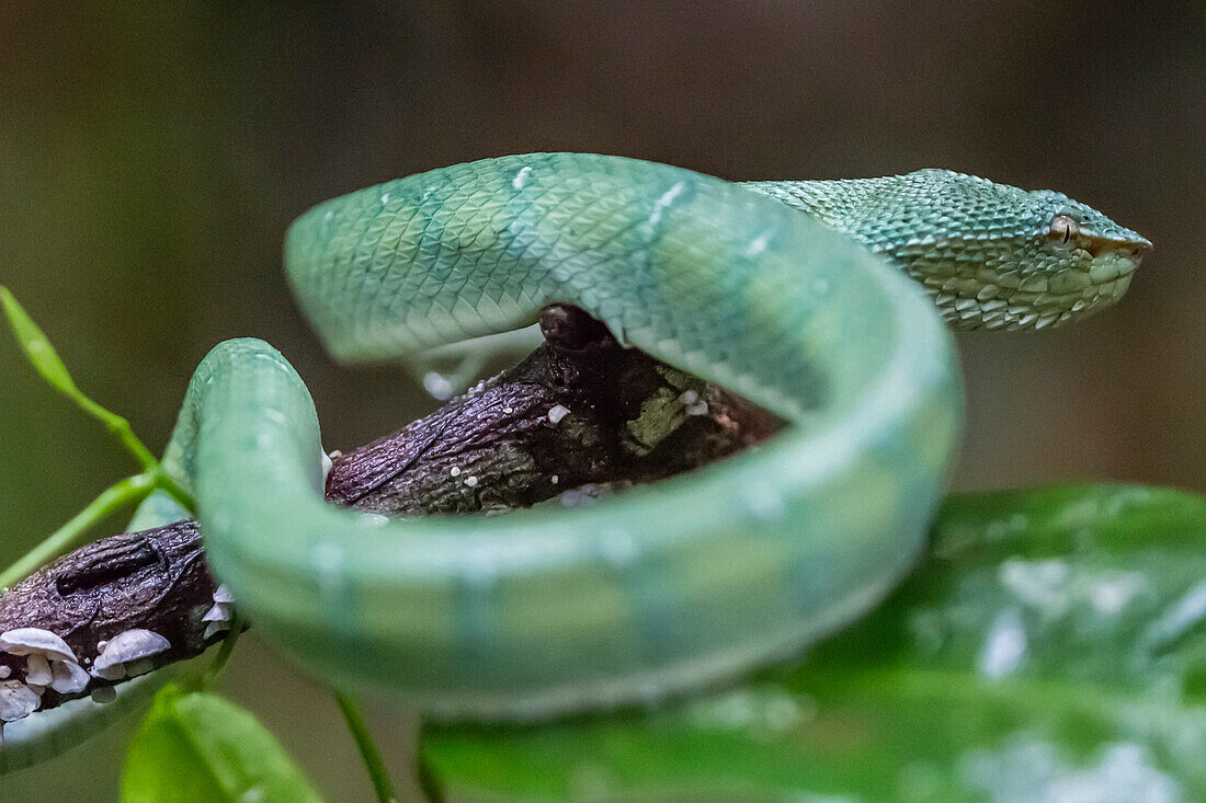 Bornean keeled green pit viper (Tropidolaemus subannulatus), Tanjung Puting National Park, Kalimantan, Borneo, Indonesia, Southeast Asia, Asia
