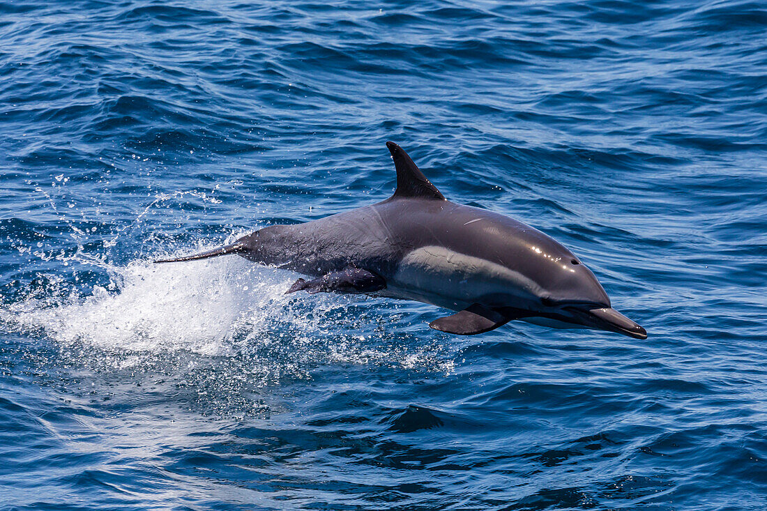Long-beaked common dolphin (Delphinus capensis) leaping, Isla Danzante, Baja California Sur, Mexico, North America