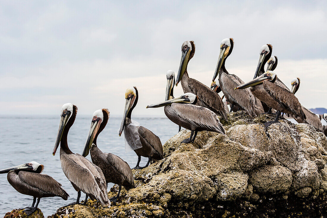 Adult brown pelicans (Pelecanus occidentalis), one with plastic bag, Santa Rosalia Harbor, Baja California Sur, Mexico, North America