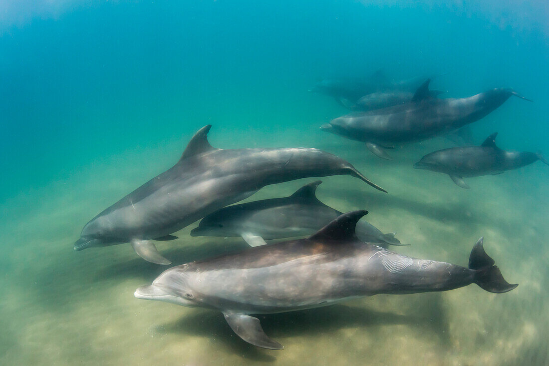 A pod of common bottlenose dolphins (Tursiops truncatus), underwater at El Mogote, Baja California Sur, Mexico, North America