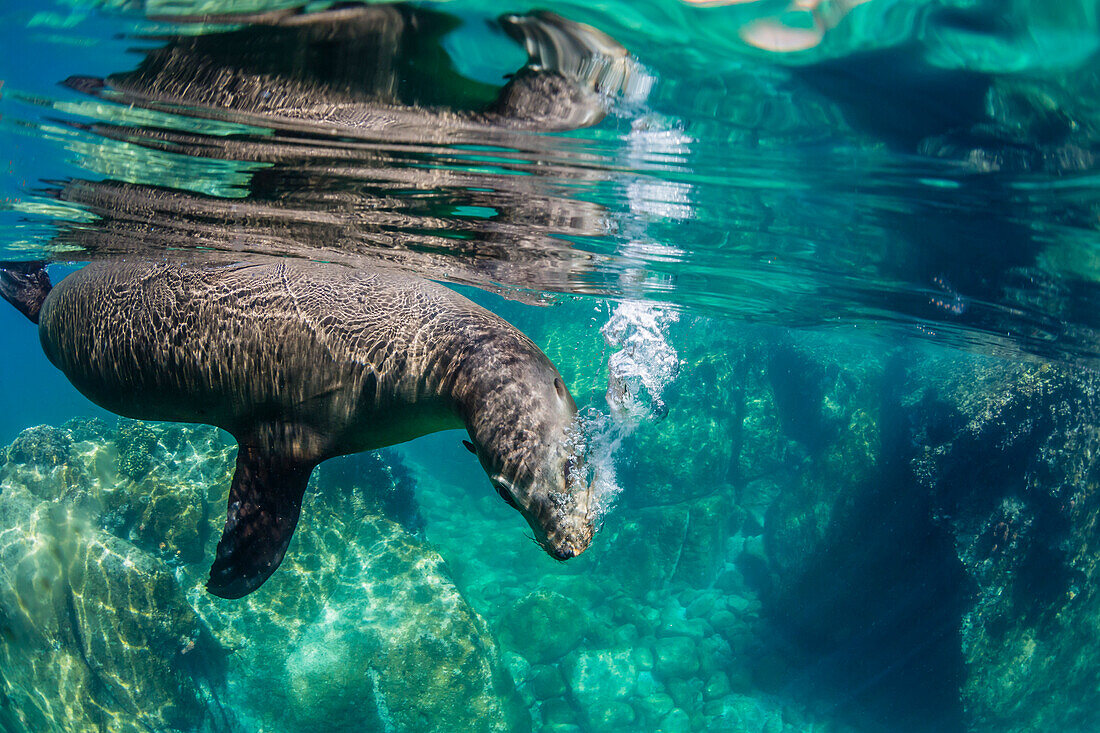 California sea lion (Zalophus californianus) underwater at Los Islotes, Baja California Sur, Mexico, North America