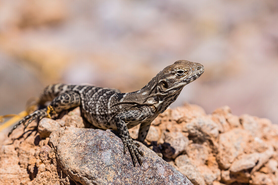 Juvenile San Esteban spiny-tailed iguana (Ctenosaura conspicuosa), Isla San Esteban, Baja California, Mexico, North America