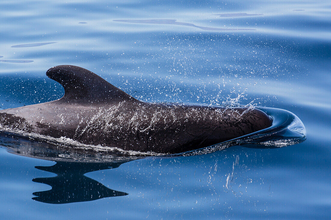 Adult short-finned pilot whale (Globicephala macrorhynchus), surfacing near Isla Danzante, Baja California Sur, Mexico, North America