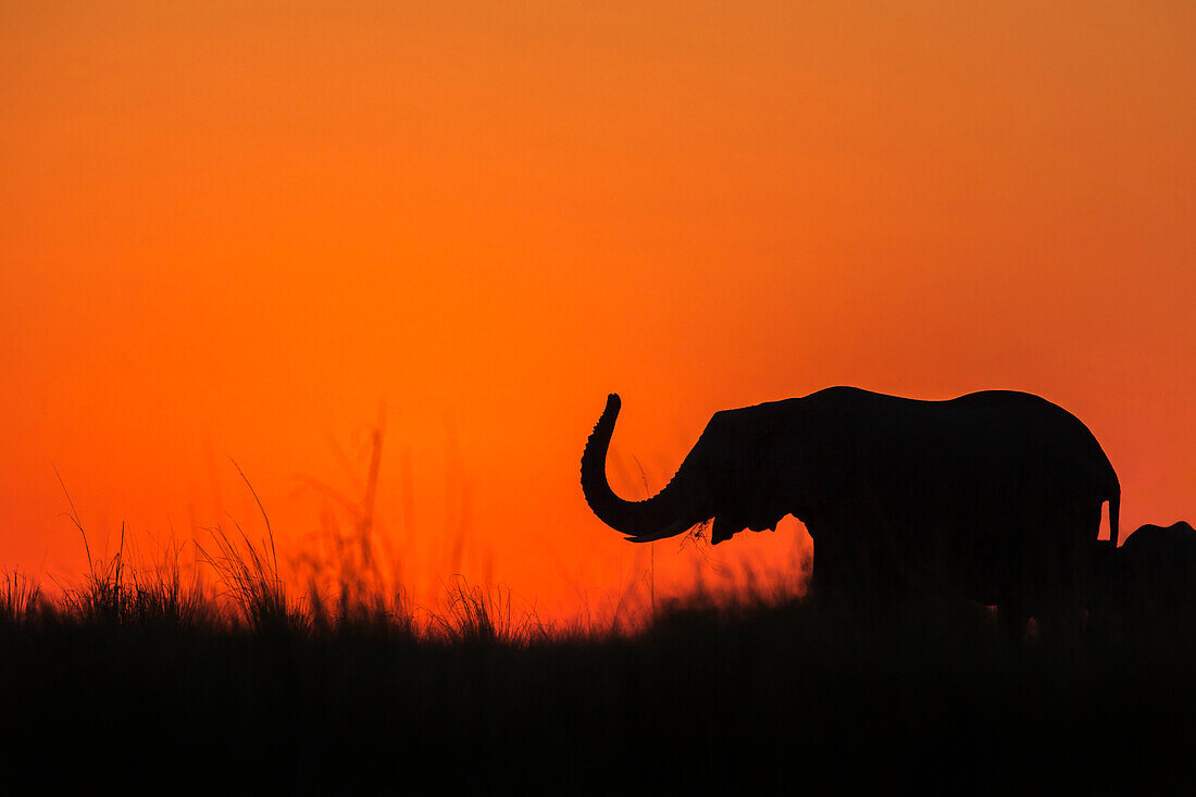 Elephant (Loxodonta africana) at sunset, Chobe National Park, Botswana, Africa