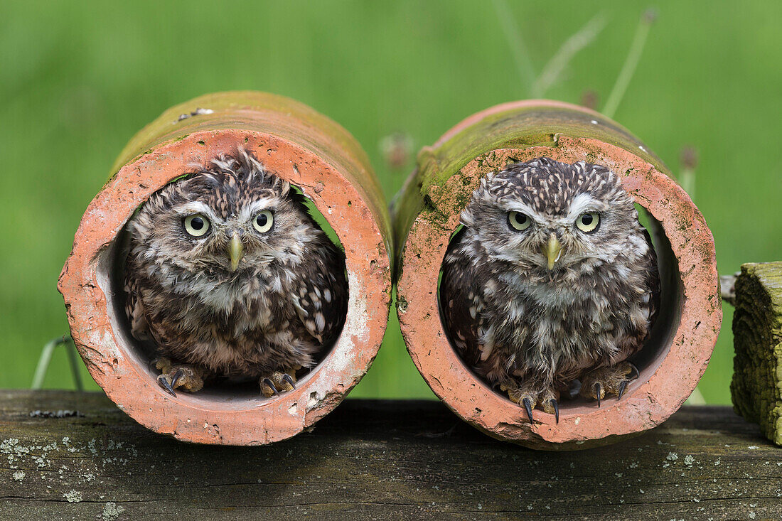 Little owls (Athene noctua), captive, Cumbria, England, United Kingdom, Europe
