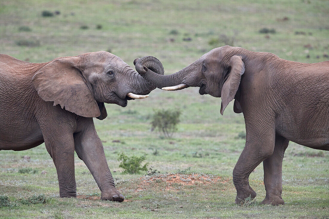 Two African Elephant (Loxodonta africana) bulls testing their strength, Addo Elephant National Park, South Africa, Africa