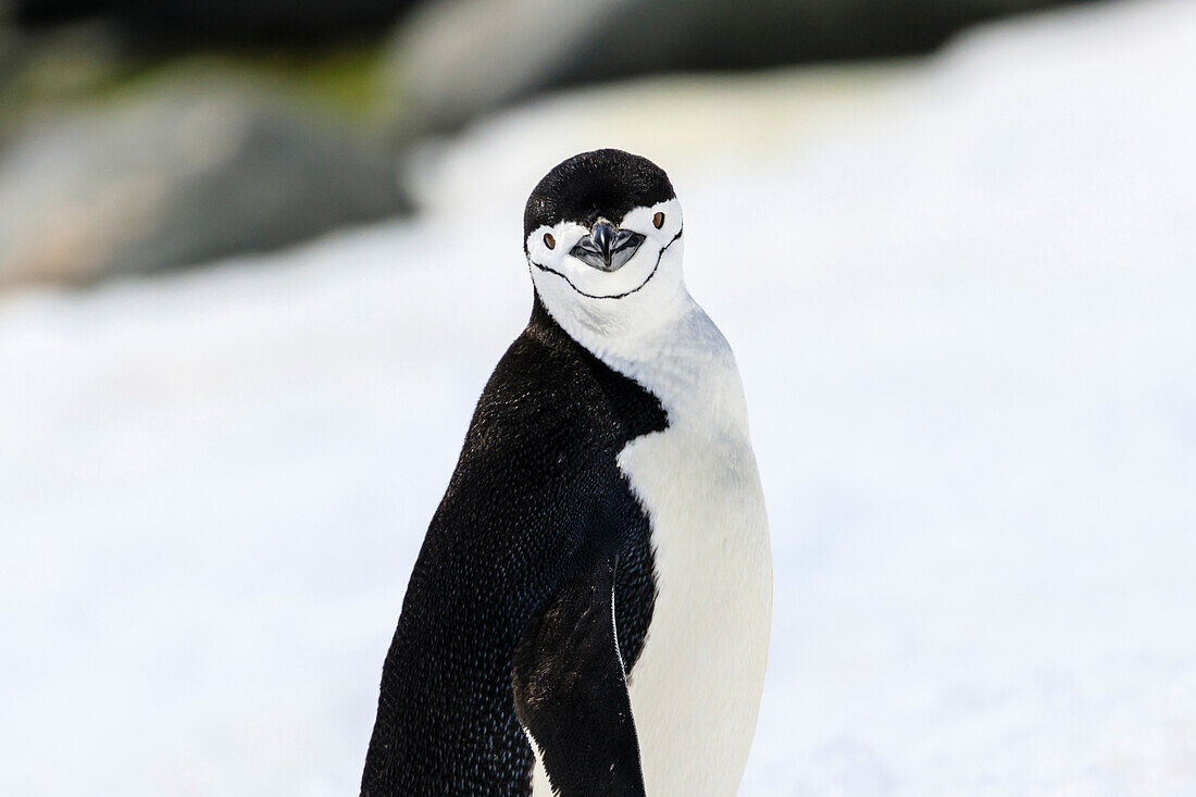 Chinstrap penguin (Pygoscelis antarcticus) in the snow, Half Moon Island, South Shetland Islands, Antarctica, Polar Regions