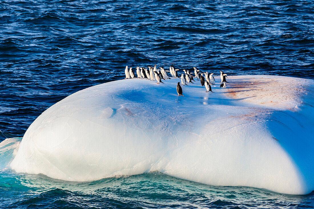 Chinstrap (Pygoscelis antarcticus), Gentoo (Pygoscelis papua) Adelie Penguins (Pygoscelis adeliae) on one iceberg, Bransfield Strait, Antarctica, Polar Regions