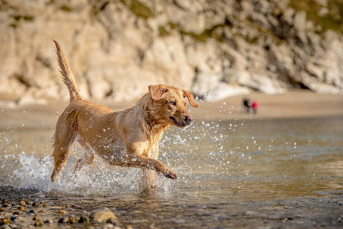 Golden labrador on beach in Dorset, England, United Kingdom, Europe