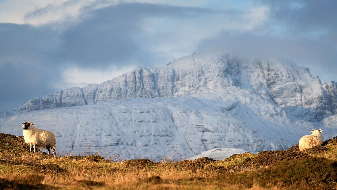 Mountain sheep in winter, Isle of Skye, Inner Hebrides, Scotland, United Kingdom, Europe