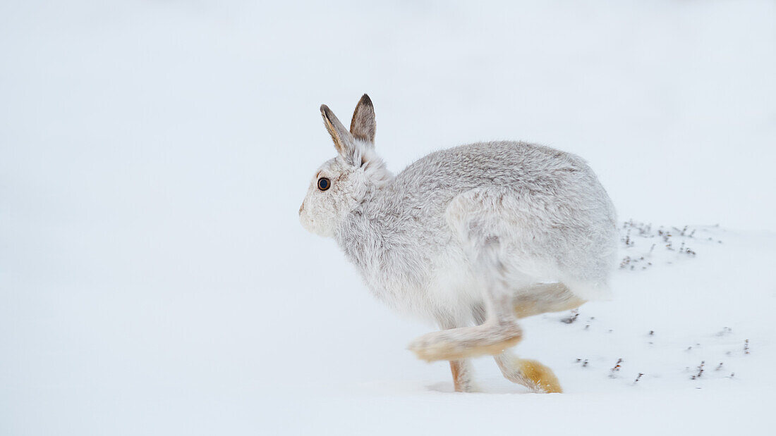 Mountain hare running (Lepus timidus) in winter snow, Scottish Highlands, Scotland, United Kingdom, Europe