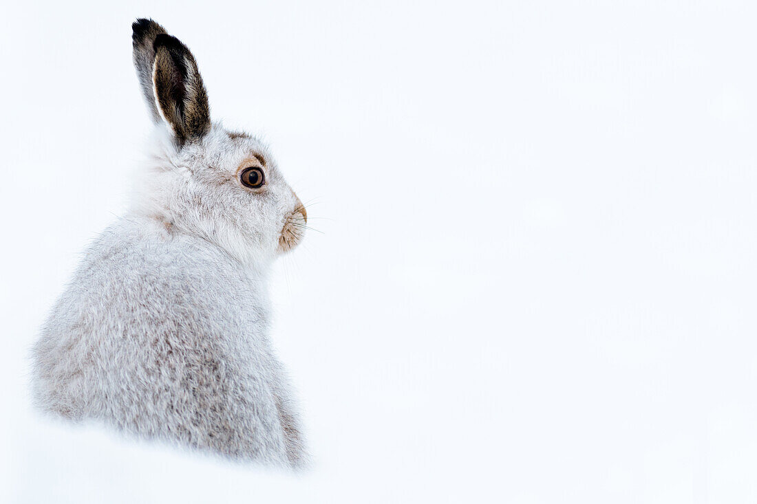 Mountain hare portrait (Lepus timidus) in winter snow, Scottish Highlands, Scotland, United Kingdom, Europe