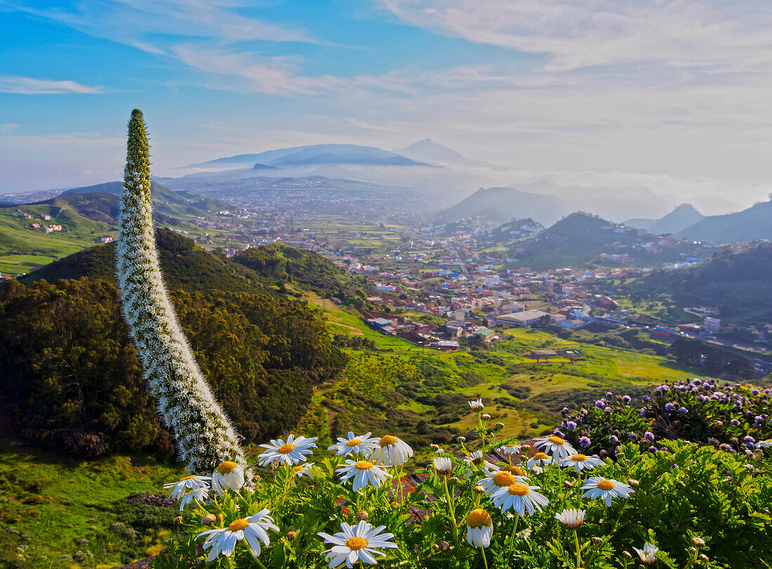 Arrebol tajinaste (Echium simplex), endemic plant, Mirador de Jardina, Tenerife Island, Canary Islands, Spain, Atlantic, Europe