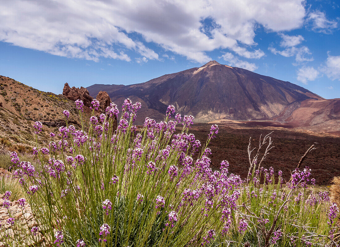 Teide Mountain, Teide National Park, UNESCO World Heritage Site, Tenerife Island, Canary Islands, Spain, Europe