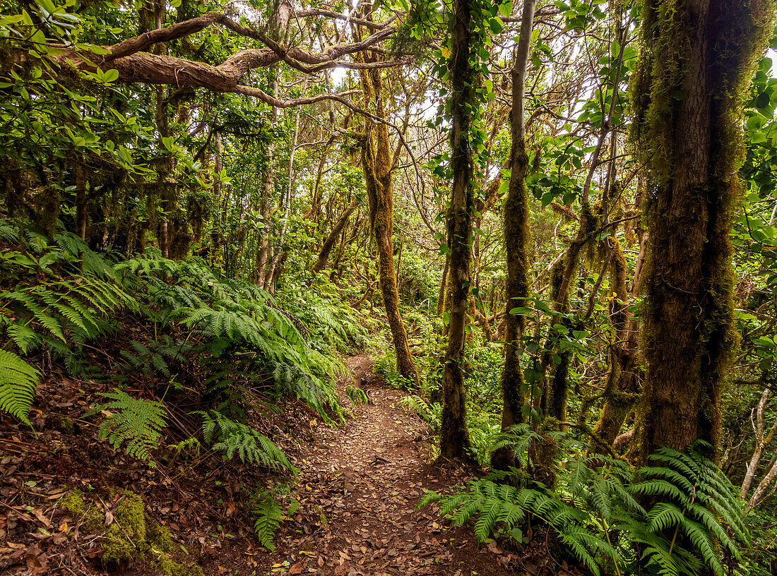 Bosque Encantado, laurel forest, Anaga Rural Park, Tenerife Island, Canary Islands, Spain, Europe