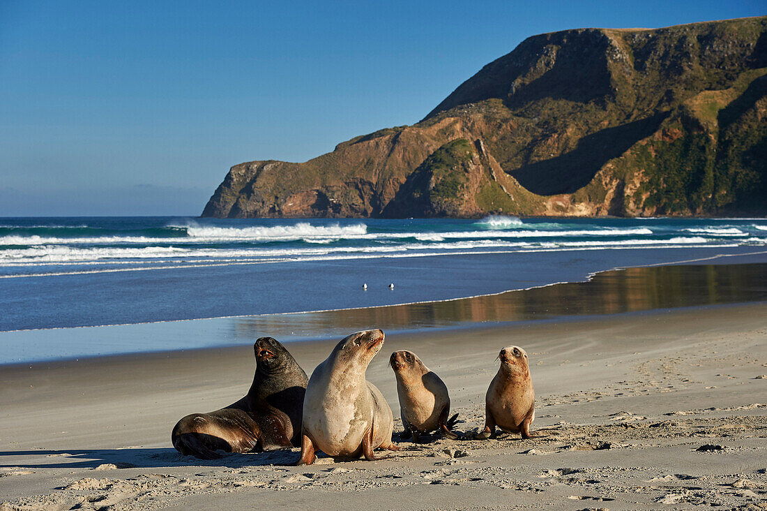 A group of juvenile New Zealand sea lions (Hooker's sea lions) at Allans Beach, Otago Peninsula, Otago, South Island, New Zealand, Pacific
