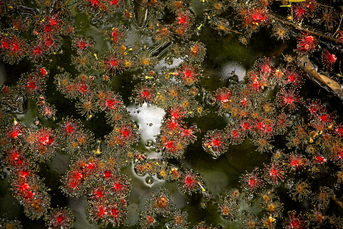 Blüten der Süßwassermangrove in den Mamukala Wetlands, Kakadu National Park, Northern Territory, Australien