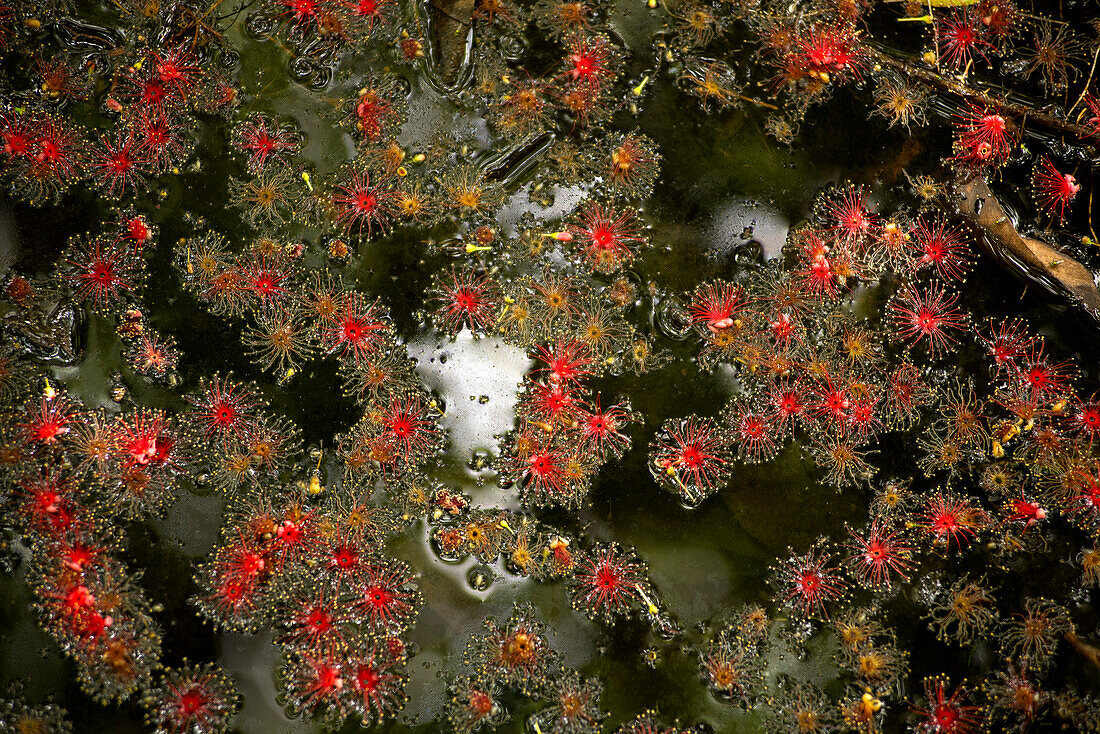 Flowers of the freshwater mangrove carpet the Mamukala Wetlands